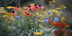 Самые модные садовые растения назовут на конференции «Цветочного джема»