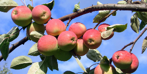 Основные принципы обрезки плодовых деревьев 